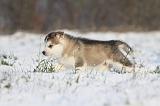 ALASKAN MALAMUTE 265